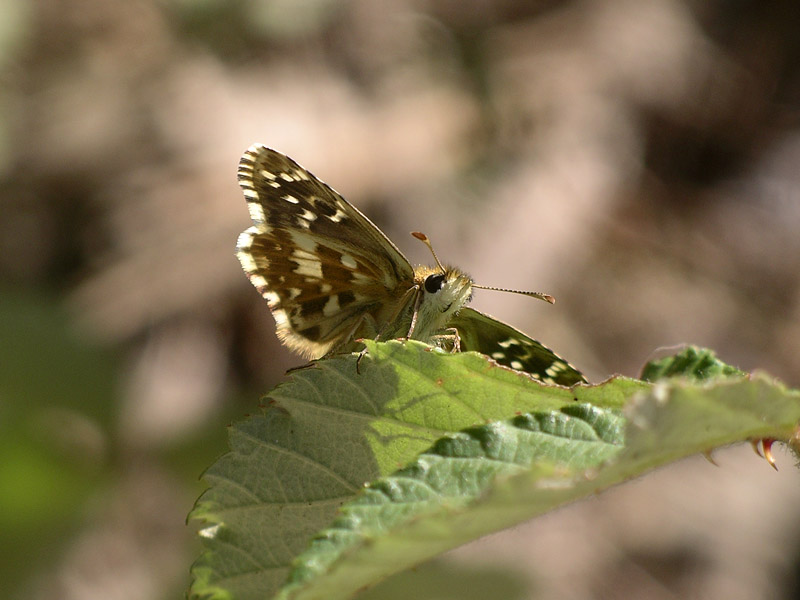 Pyrgus... quale?